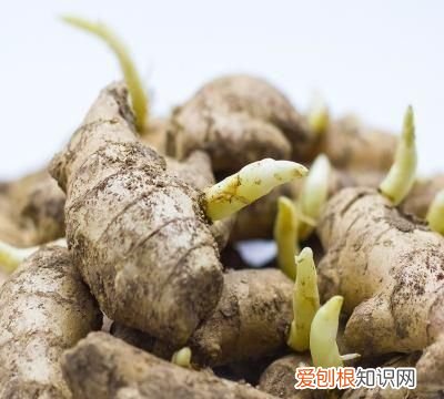 大姜催芽期间怎样排潮 ,大姜长白毛怎么回事?