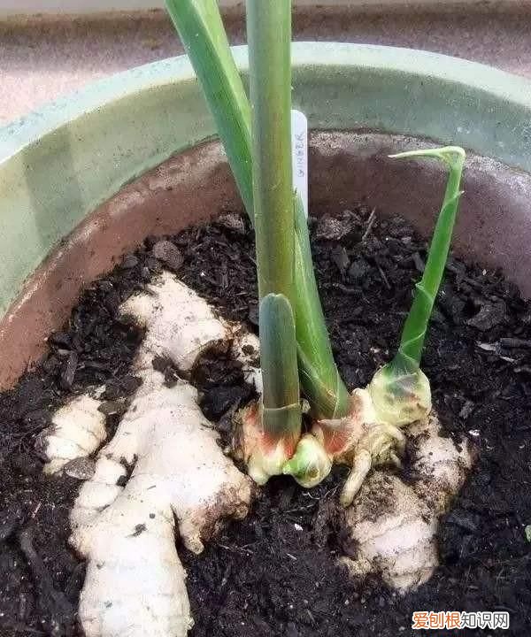 大姜催芽期间怎样排潮 ,大姜长白毛怎么回事?