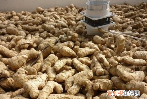 大姜催芽期间怎样排潮 ,大姜长白毛怎么回事?