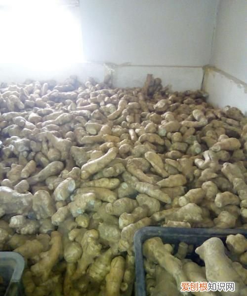 大姜催芽期间怎样排潮 ,大姜长白毛怎么回事?