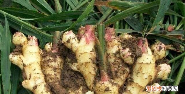 大姜催芽期间怎样排潮 ,大姜长白毛怎么回事?