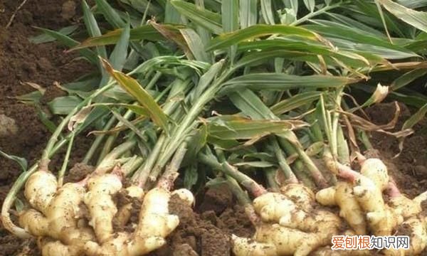 大姜催芽期间怎样排潮 ,大姜长白毛怎么回事?