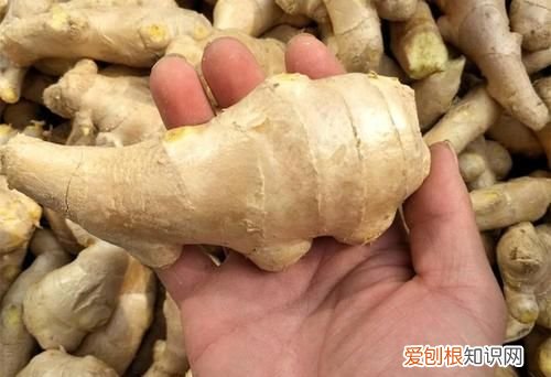 大姜催芽期间怎样排潮 ,大姜长白毛怎么回事?