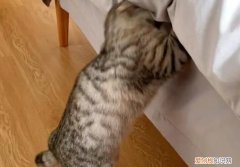 猫咪为什么爱咬被子里脚 ，猫咪为什么爱咬被子睡觉？