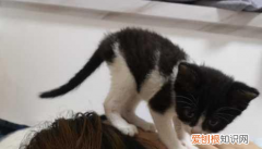 为什么猫早上老是叫唤 ，猫为何早上叫？