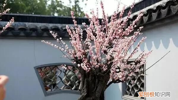 金剑的功效与作用 ，金剑花有什么功效？