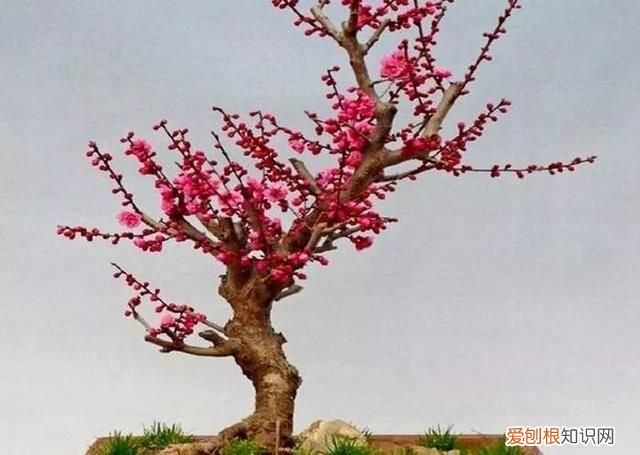 金剑的功效与作用 ，金剑花有什么功效？