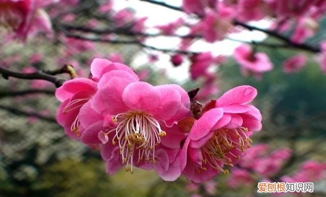 金剑的功效与作用 ，金剑花有什么功效？