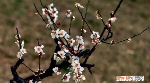 金剑的功效与作用 ，金剑花有什么功效？