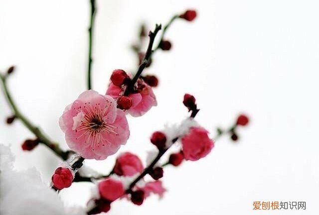 金剑的功效与作用 ，金剑花有什么功效？