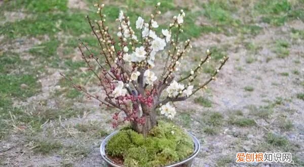 金剑的功效与作用 ，金剑花有什么功效？