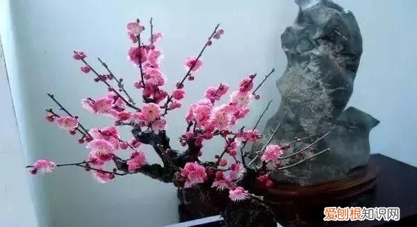 金剑的功效与作用 ，金剑花有什么功效？