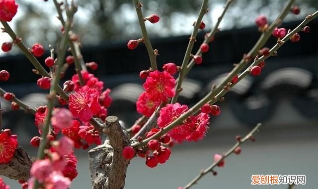 金剑的功效与作用 ，金剑花有什么功效？