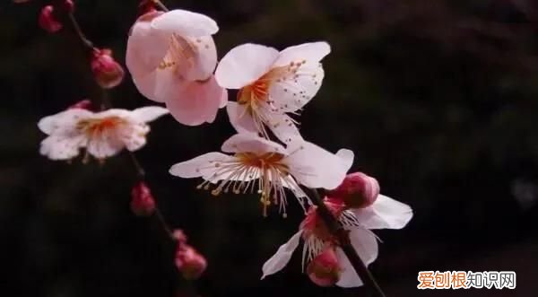 金剑的功效与作用 ，金剑花有什么功效？