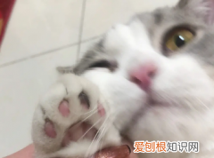 为什么猫咪会刮脚趾头呢图片 ，为什么猫咪会刮脚趾头呢怎么回事？