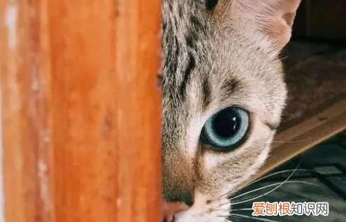 克隆猫多少钱一只 ，猫咪死了正确处理方法？