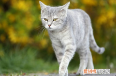 猫咪一直想跑出去是什么原因 ，猫咪总是走来走去这是什么状况？