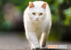 猫咪为什么喜欢跟着你睡觉 ，猫咪为什么喜欢跟着你睡？