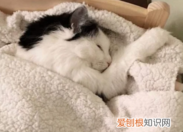 小猫咪不起床的原因 ，小猫咪不起床会怎么样？