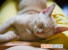 猫咪爬你的肩膀打呼噜 ，猫咪爬你的肩膀什么意思？