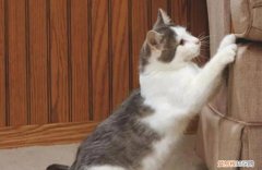 猫为什么爪子抓来抓去 ，猫咪为什么用爪子刨地？
