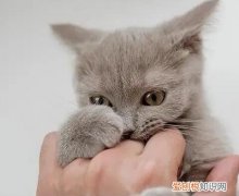 猫咪为什么咬自己的爪子出血 ，猫咪为什么咬自己的爪子不咬人？