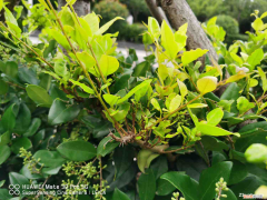 女贞子树木质怎么样，女贞子树长什么样，女贞盆景用什么土？