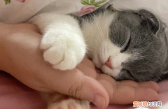 猫咪为什么要抱抱 ，猫咪为什么要抱着人胳膊？