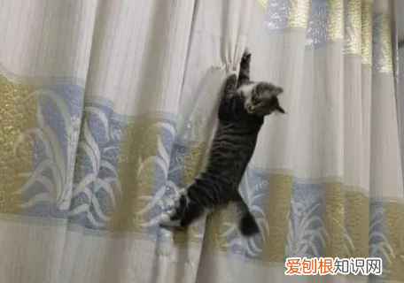 猫咪为什么喜欢抓地毯呢 ，猫咪为什么喜欢抓地毯睡觉？