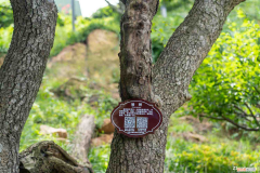 榆树怎么栽成活率高一点，榆树怎么繁殖，可以用种子繁殖吗？