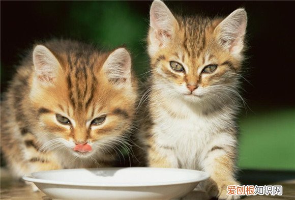 猫为什么喜欢抓人和咬人的感觉 ,猫为什么喜欢抓人和咬人的手?