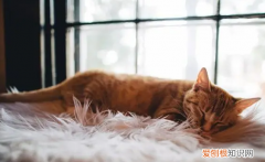 猫独自睡觉会孤单吗 ，猫咪喜欢独自在家吗？