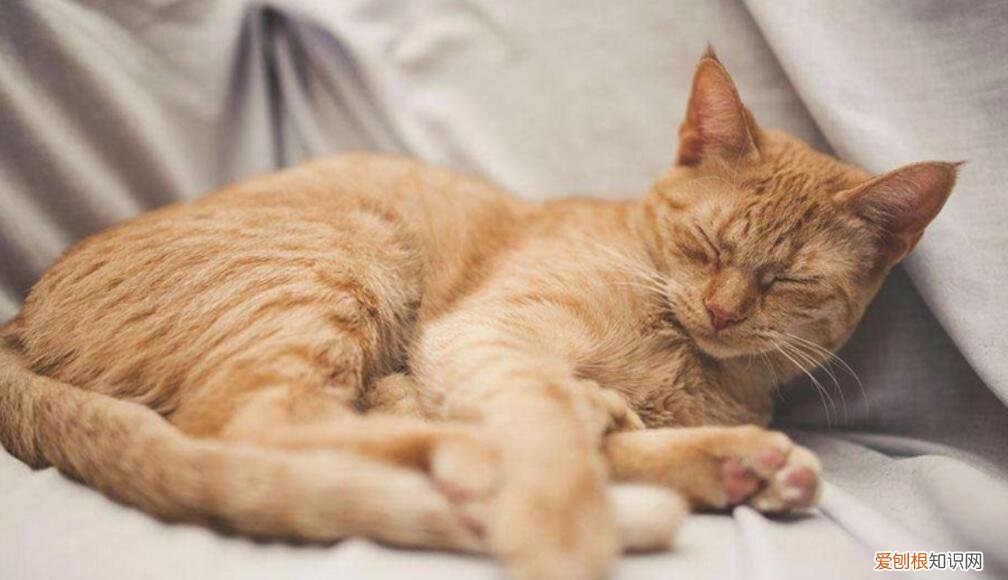 猫咪为什么老睡觉也不爱玩 ,猫咪爱睡觉不爱玩?