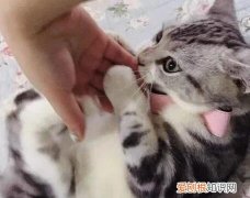 猫咪为什么会互相抓咬人呢视频 ，猫咪为什么会互相抓咬人呢？