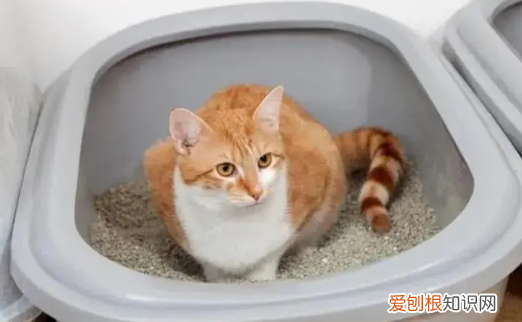 猫咪为什么爱咬人鼻子和嘴巴 ，猫咪为啥喜欢咬人鼻子？