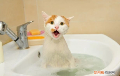 为什么猫咪洗澡的时候会拉屎 ，猫咪洗澡为什么比狗狗贵？