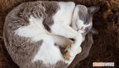 猫为什么喜欢趴在人旁边睡觉 ，猫咪为什么喜欢趴在主人身边睡觉？