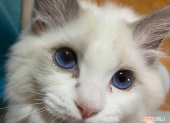 猫咪眼睛里有泪水是什么毛病引起的 ，猫咪眼睛里有泪水怎么回事？