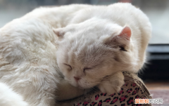 猫咪为什么喜欢歪头睡觉的原因 ，猫为什么喜欢歪着头睡？