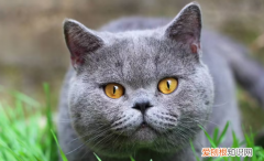 猫为什么是喵 ，猫咪为什么是宠物？