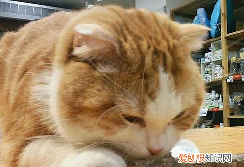 猫为什么喜欢咬木天蓼 ，猫为什么喜欢咬木天狗？