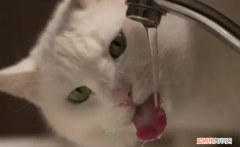 猫咪多久喝一次水比较好 ，猫咪一般多久喝一次水？