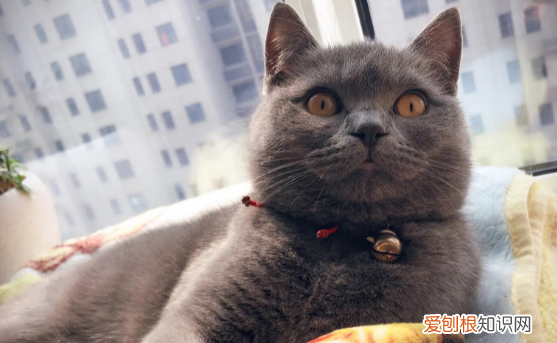 猫咪为什么会疯 ，猫为什么会发疯的叫？