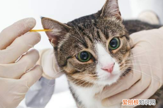 猫为什么要给猫舔耳朵呢 ，猫为什么要给猫舔耳朵和尾巴？