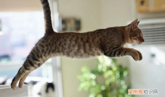 猫为什么跳来跳去的叫个不停 ，为什么猫喜欢跳来跳去？