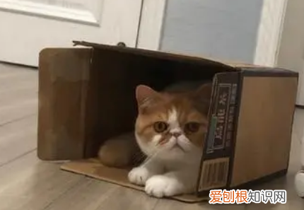 猫咪为什么喜欢纸板 ，猫咪为什么喜欢纸团？