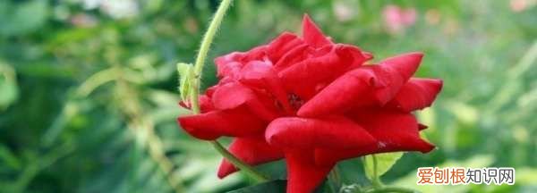 玫瑰花有虫怎么办，玫瑰花长满密密麻麻的小虫子还结网