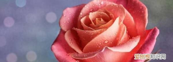 玫瑰花有虫怎么办，玫瑰花长满密密麻麻的小虫子还结网