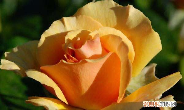 玫瑰花有虫怎么办，玫瑰花长满密密麻麻的小虫子还结网