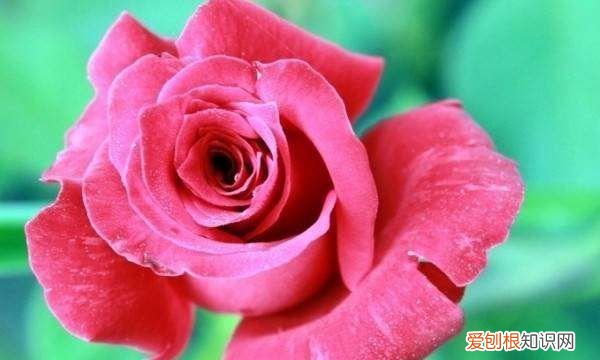 玫瑰花有虫怎么办，玫瑰花长满密密麻麻的小虫子还结网